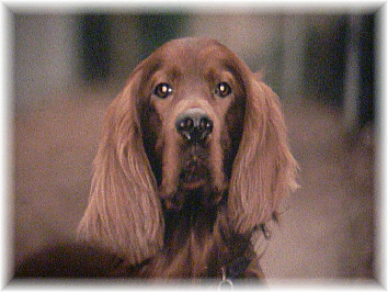 Timo