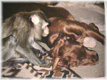 Donovan mit Virgil