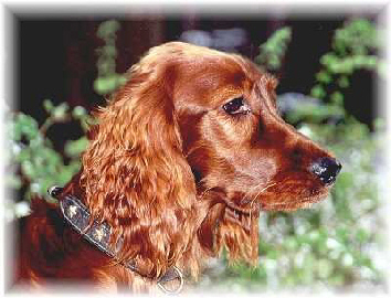 Laginia